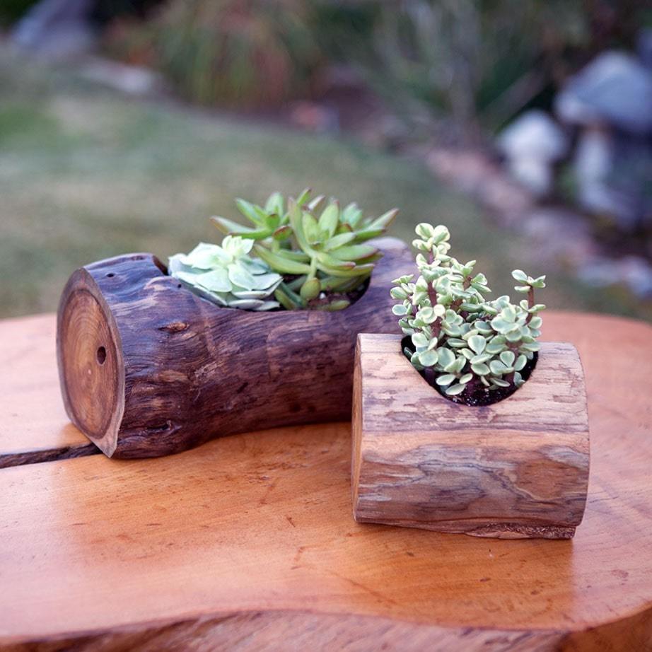 succulent with branches Garden Age Supply Teak Branch Succulent Pot Set of 2
