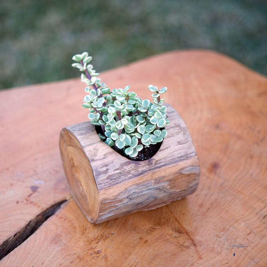 12 succulent planter Garden Age Supply Teak Branch Succulent Pot - Single Set Of 12